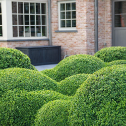 Tuinonderhoud Tuinonderhoud